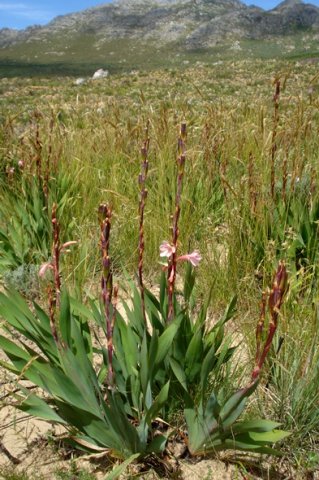 Watsonia fourcadei